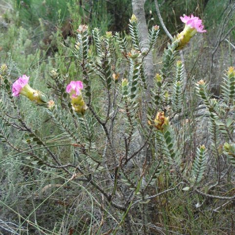 Saltera sarcocolla stems with leaves and without